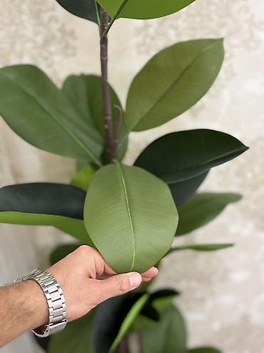agac gulleri: Süni dekorativ kauçuk ağacı (Ficus elastica) – qapalı məkanlar üçün — 5