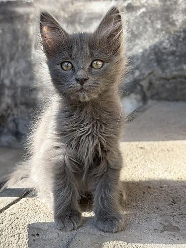 кошка крысолов: Беспородная, 2 месяца, Мальчик, Серый, Проглистована — 2