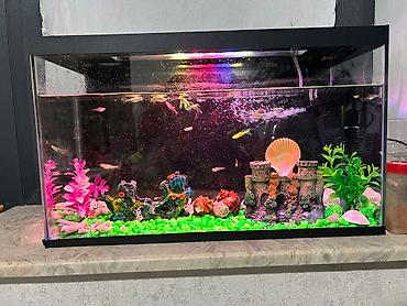 akvarium qiymetleri: Akvarium: 30 litr həcmində, ideal vəziyyətdə.Balıqlar: 29 ədəd canlı — 1