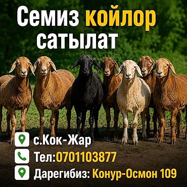 котные матки: Продаю | Овца (самка), Ягненок, Баран (самец) | Гиссарская, Полукровка, Эдильбаевская | На забой | Кастрированные, Матка, Ярка — 1