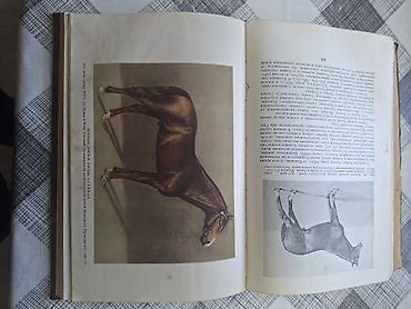 Другие книги и журналы: Продаю редкую книгу про лощадей разных стран. Тираж-25тыс .экз. Год — 10