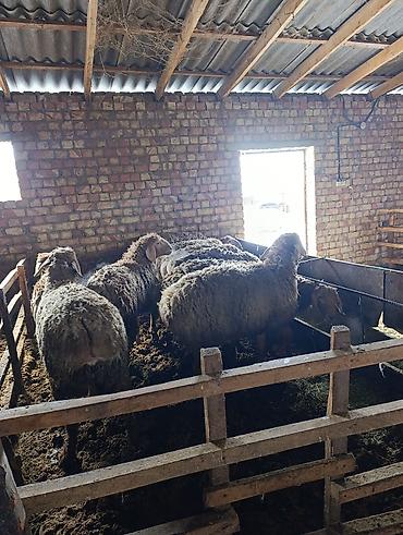 Баран, овца: Продаю | Баран (самец) | Арашан | Для разведения | Племенные — 12