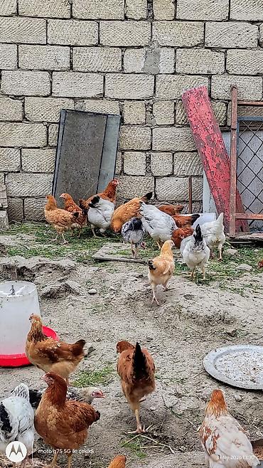 Toyuqlar: Toyuq, Yumurtalıq — 4