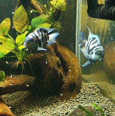 Akvariumlar: Tam saglam Polar blue parrot fish cüt 2defe bala verib.boyuk olcu