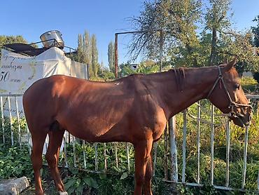Продаю | Жеребец | Конный спорт at lalafo.kg Продаю | Жеребец | Конный спорт