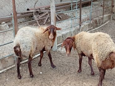 qoyun əti qiyməti: Ev şəraitində saxlanılan qoyunlar satışa təqdim olunur. Bu qoyunlar