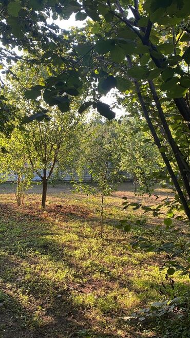 Bağ evlərinin satışı: Bakı, 1200 kv. m, 5 otaqlı, Hovuzsuz, İnternet, Artezian quyusu, Su -da lalafo.az — 4 Bağ evlərinin satışı: Bakı, 1200 kv. m, 5 otaqlı, Hovuzsuz, İnternet, Artezian quyusu, Su — 4