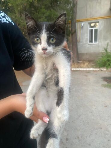 переноски для кошек: Кошка даром: Беспородная, 2 месяца, Девочка