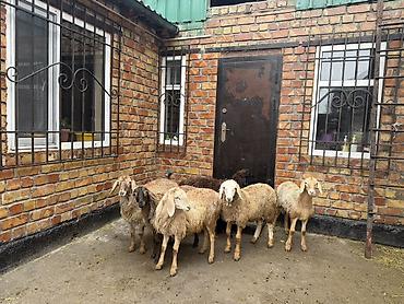 Продам с/х животных: Продаю | Ягненок | Для разведения | Ярка — 4
