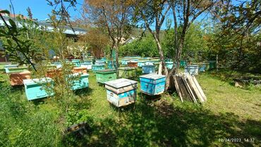 ari satışı azerbaycanda: Arı satışı başladı.1qutu arının satışı ramka hesabıdı.Ramkanın 1ədədi