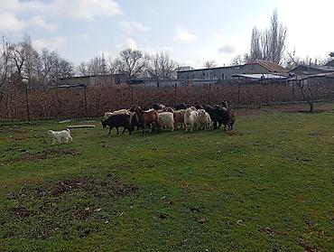 Козы, козлы: Продаю | Коза (самка), Козлёнок | Полукровка, Нубийская | На забой, Для разведения, Для молока | Племенные, Котные at lalafo.kg — 8 Козы, козлы: Продаю | Коза (самка), Козлёнок | Полукровка, Нубийская | На забой, Для разведения, Для молока | Племенные, Котные — 8