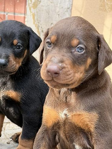 İtlər: Doberman, 1 ay, Ünvandan götürmə — 11