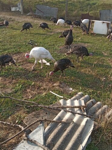 Hinduşka: Məhsul: Hinduşka sürüsü Təsvir: - Şəkillərdə müxtəlif rənglərdə — 5