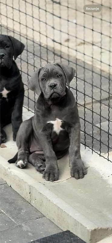Psi: Dostupni za rezervaciju stenci Cane Corso iz registrovane — 11