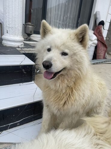 İtlər: Samoyed — 2