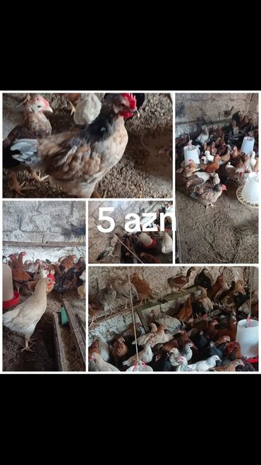 QAZ: Kend cuceleri satilir. Melumati yaxsi oxuyub yig. 70 gunluk diler