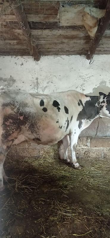 inək: Ay yarimı qalib doğmağına 4cuqarina sudu 20 den yuxarı olur cins maldi — 3