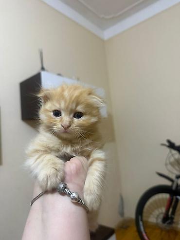Кошки: Zəncəfil rəngli, uzun tüklü balaca pişik balası - Cins görünüşü — 2