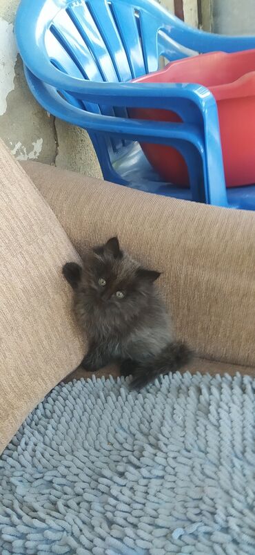 отдам кота я его боюсь: 1 месяц, Девочка, Приучена к лотку, Проглистована
