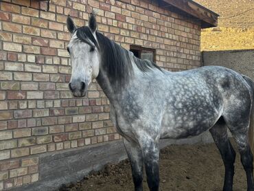 Лошади, кони: Продаю | Жеребец | Конный спорт | Племенные — 4