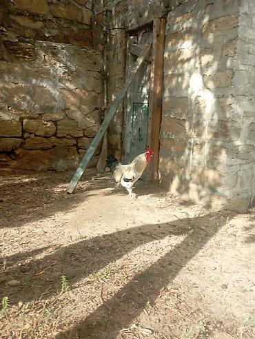 herati xoruz satisi: 🐓 Damazlıq Brama qarışığı Xoruz Satılır! ​Cinsi: Brama qarışığı — 1