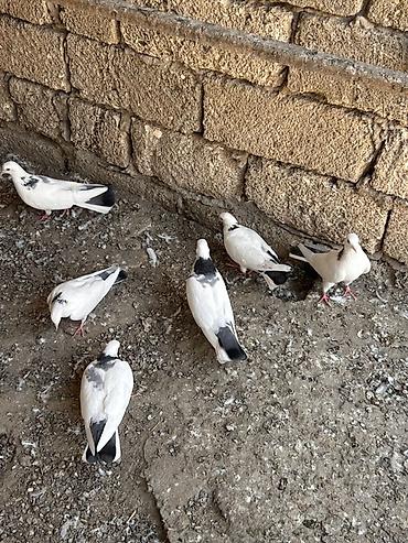 bulbul quşu: Qırğı/Qara quyruq rəng çaları olan ev göyərçinləri - Növ: ev — 2
