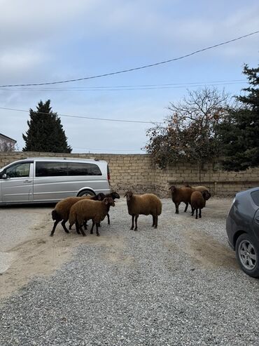 Qoyunlar, qoçlar: Erkək, Qala, il: 1, 65 kq, Damazlıq, Ünvandan götürmə — 10
