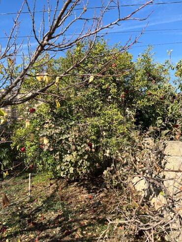 Torpaq sahələrinin satışı: 9 sot, Mülkiyyətçi, Kupça (Çıxarış) — 11