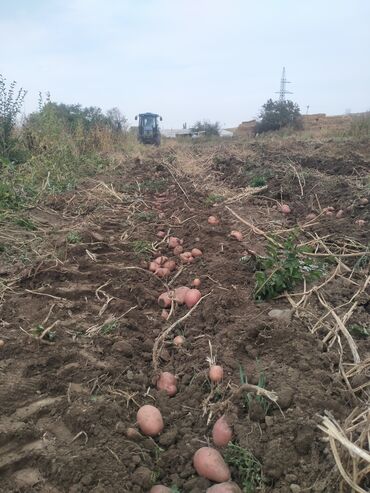 дом на иссык куле купить: 150 соток, Для бизнеса, Договор купли-продажи