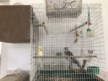 дом для птиц: Продаю попугаев Карелла парой +клетка +домик и кормушки Маленькая