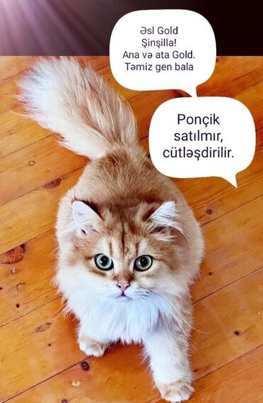 pisik cutlesdirmek: Qızıl şinşilla, Erkək, Cütləşmə üçün, Pulsuz çatdırılma