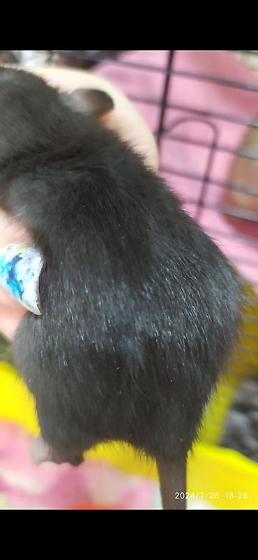 Крысы: Привет друзья !! У нас родились красивые крысята.Друзья в питомнике - — 10