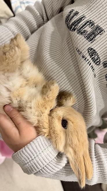 белый кролик: 🐰 Декоративные крольчата породы «Львиная голова» 🐰 Милота, в которую — 7
