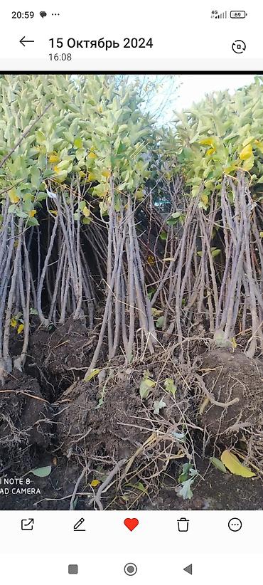 Фрукты и ягоды: Саженцы всех видов — питомник плодово-ягодных культур. Большой — 7