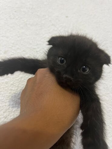 кошка с разными глазами: Скотиш Фолд (Шотландская вислоухая), 2 месяца, Девочка, Серый, Метис, Приучена к лотку