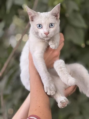 рыжая сибирская кошка: Отдам даром. Котёнок с голубыми глазами, девочка. 5 месяцев Идеально — 2