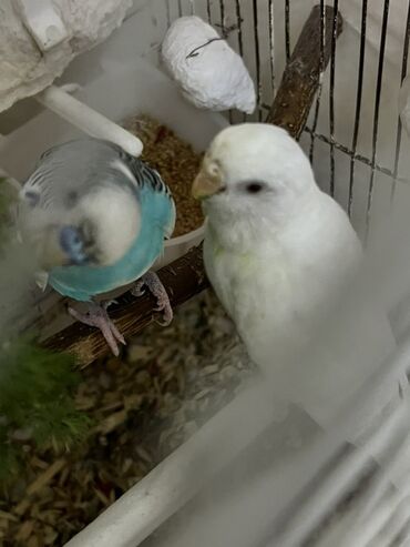 hazır yuva: Dalğalı tutuquşular cütü - Növ: Budgerigar (dalğalı tutuquşu) -