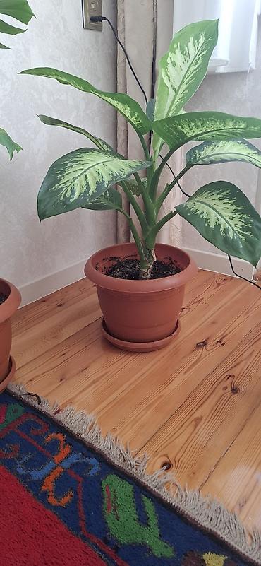 dekorativ goyercinler: Dieffenbaxiya (Dieffenbachia) – iri, zolaqlı yarpaqları olan dekorativ — 9