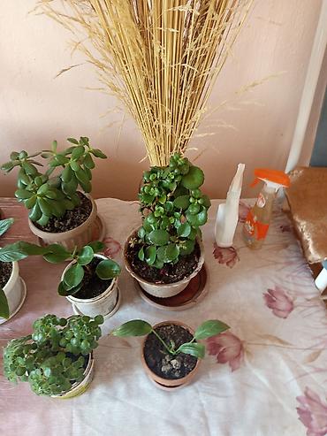 Другие комнатные растения: Комнатные растения в горшках Предлагаются комнатные растения на — 9