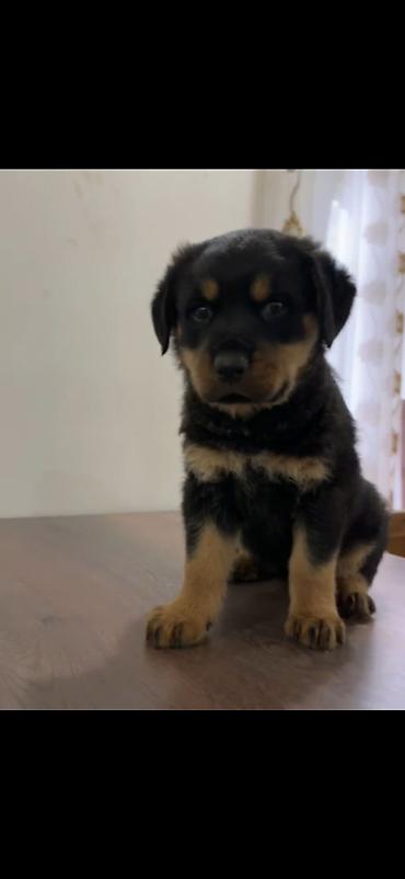 it yemeyi: Rotveyler, Peyvəndli — 3