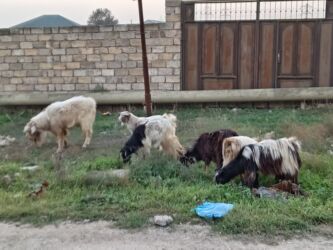 Digər kənd təsərrüfatı heyvanları: 3ü erkəydi 2sidişi böyük erkəy 3illikdi balacalar bu ilkilərdi dişinin — 3