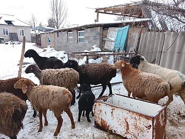 Баран, овца: Продаю | Овца (самка) | Для разведения | Матка — 6