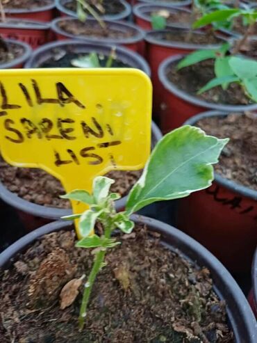 Ostale kućne biljke: Ožiljene bogumile po 900 — 10