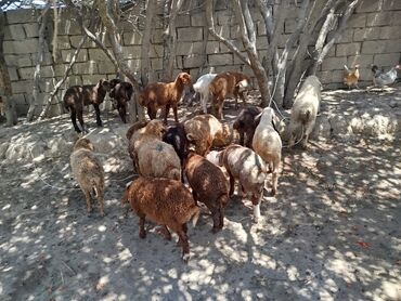 cins ineklerin satisi: Quzu, Erkək, Qala, ay: 3, 10 kq, Damazlıq, Ünvandan götürmə