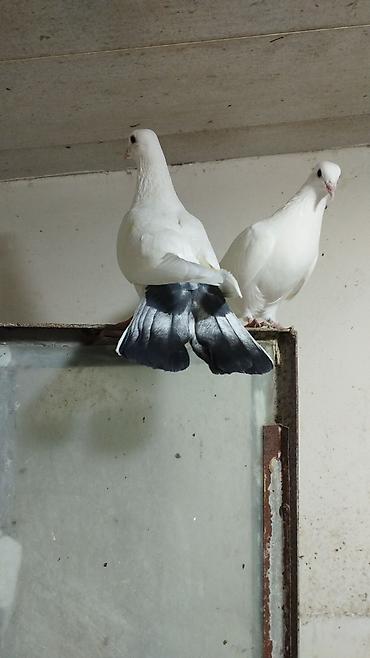 pişik balaca: Məhsul: Göy zərli “köhnə boynu” ağ göyərçinlər Təsvir: - Rəng: Qar — 4