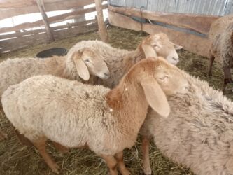 продажа баранов в бишкеке: Сатам | Ургаачы кой (ургаачы) | Арашан