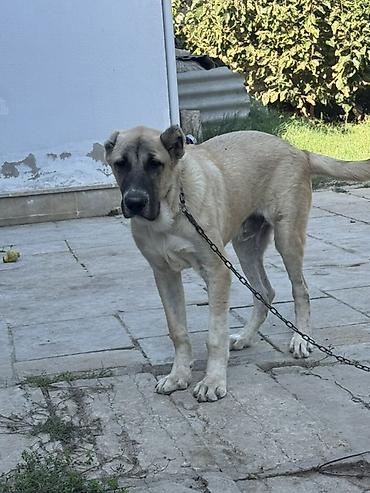 Kanqal, 6 ay, Erkək, Peyvəndli lalafo.az -da Kanqal, 6 ay, Erkək, Peyvəndli