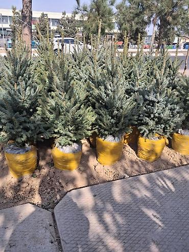 фикус микрокарпа: Живые ели голубые (Picea pungens, «голубая ель») с комом земли - — 4