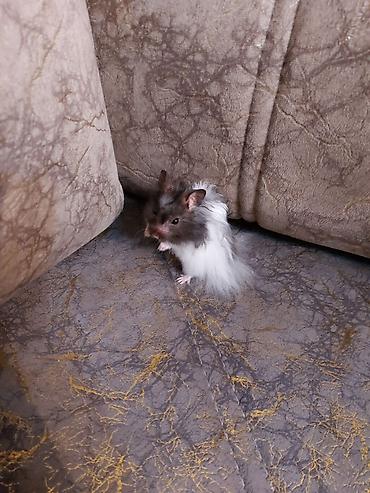 hamster satışı: Uzun tüklü hamster - Növ: Uzun tüklü Suriya (teddiyə bənzər) hamster — 1