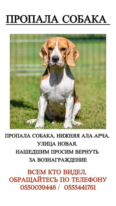 купить щенка охотничьей породы: Бигль, 3 года, Самка